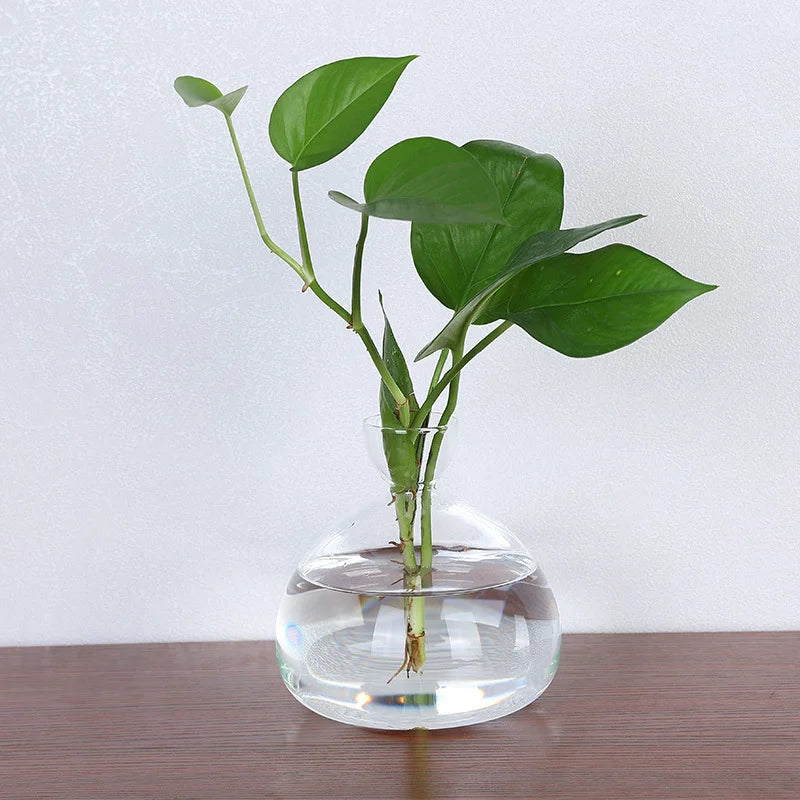 Avocado Seed Starter Glass Vase