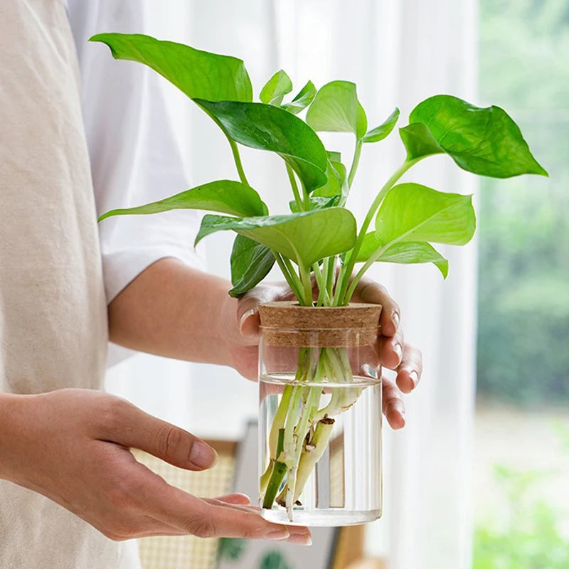 Round Glass Hydroponic Vase with Wooden Stoppe