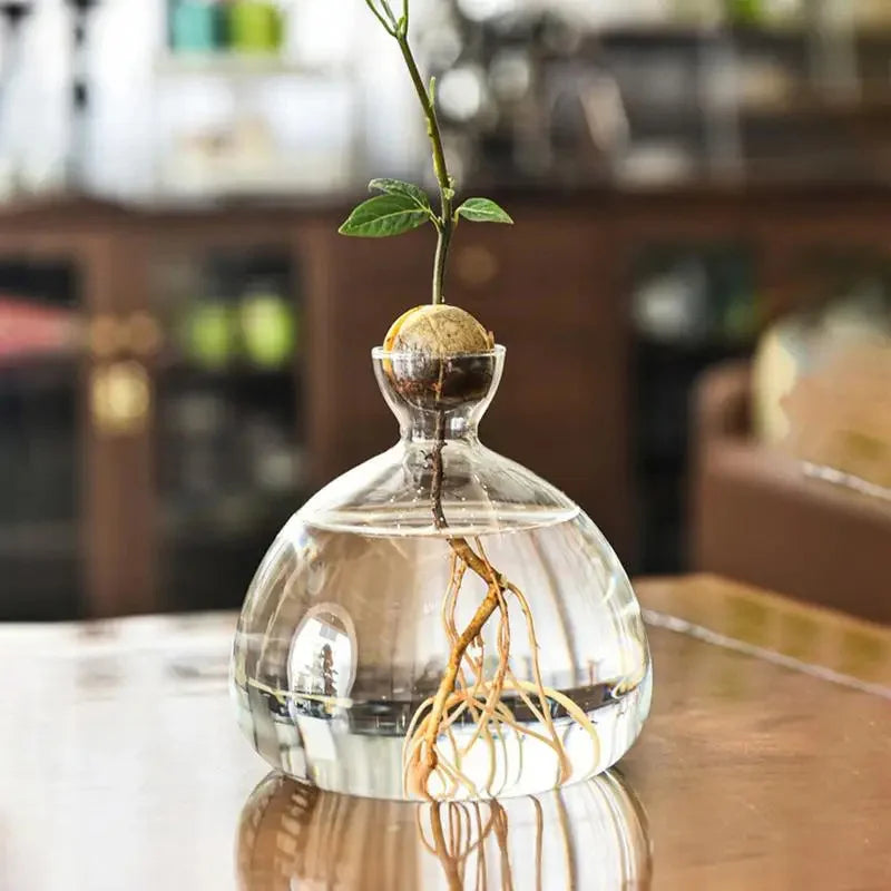 Avocado Seed Starter Glass Vase