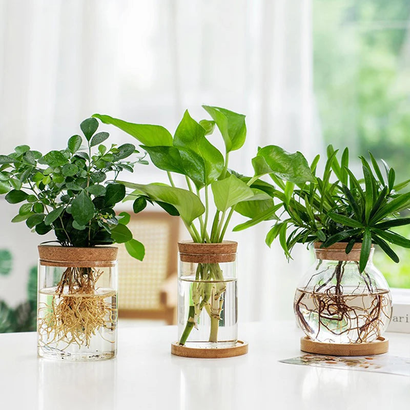 Round Glass Hydroponic Vase with Wooden Stoppe