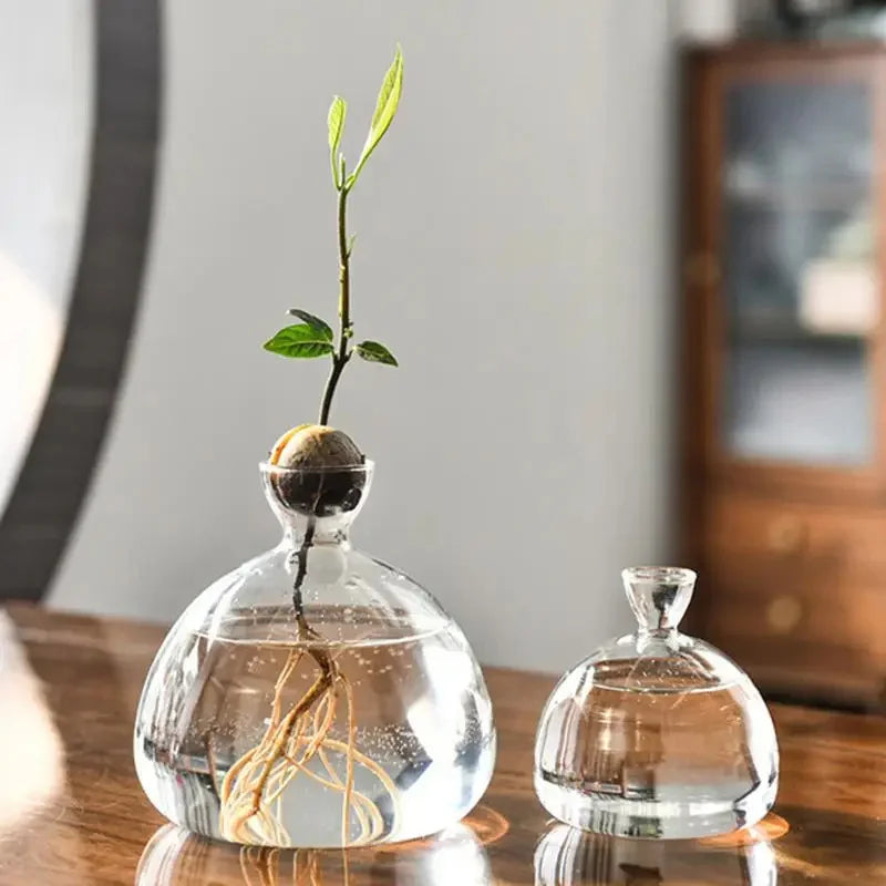 The Avocado Vase is a stylish and functional way to grow your avocado plant from seed to tree. Made from durable, heat-resistant glass, it offers an elegant display while allowing you to observe the entire growth process. Ideal for plant lovers, educators, or anyone looking to add a unique touch to their decor.