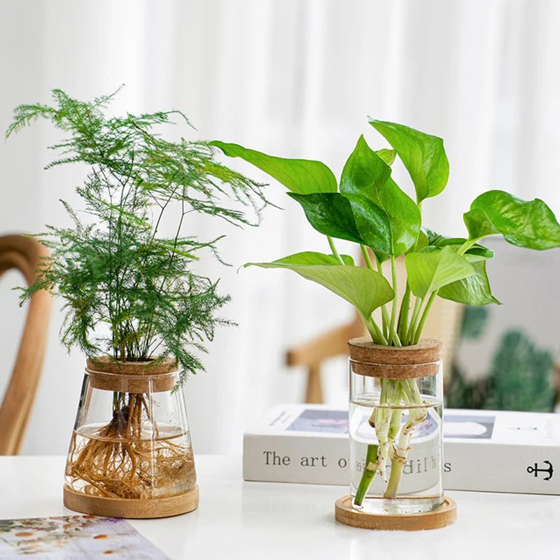 Round Glass Hydroponic Vase with Wooden Stoppe