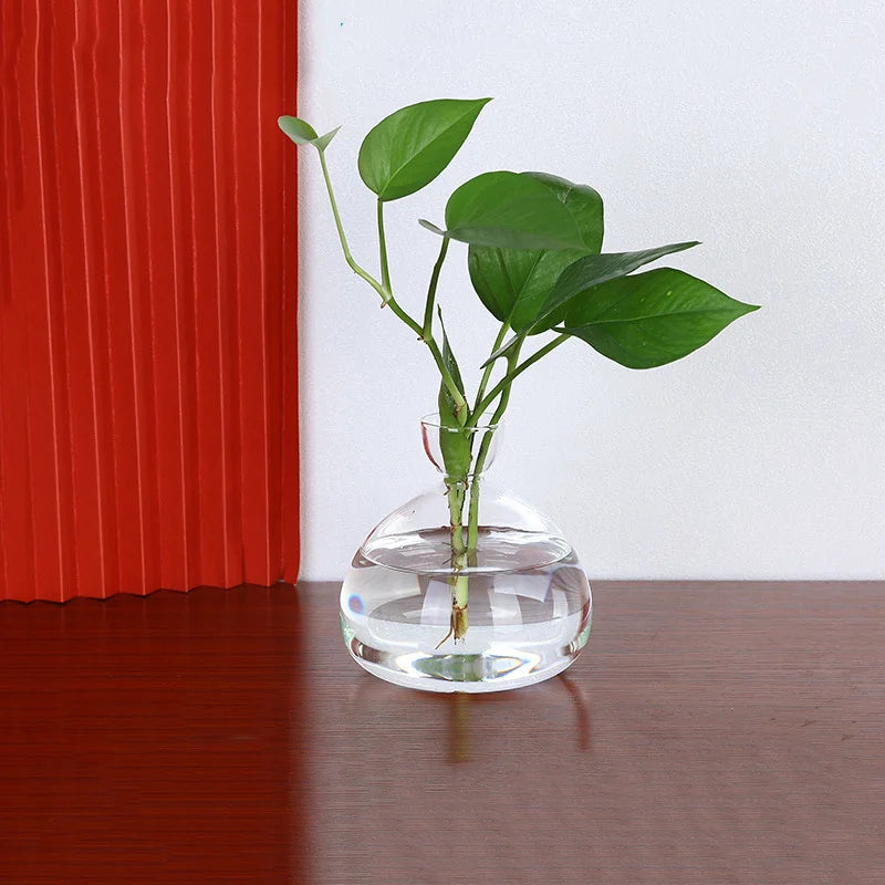 Avocado Seed Starter Glass Vase